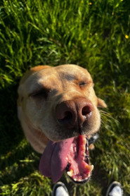 Ted the Dog